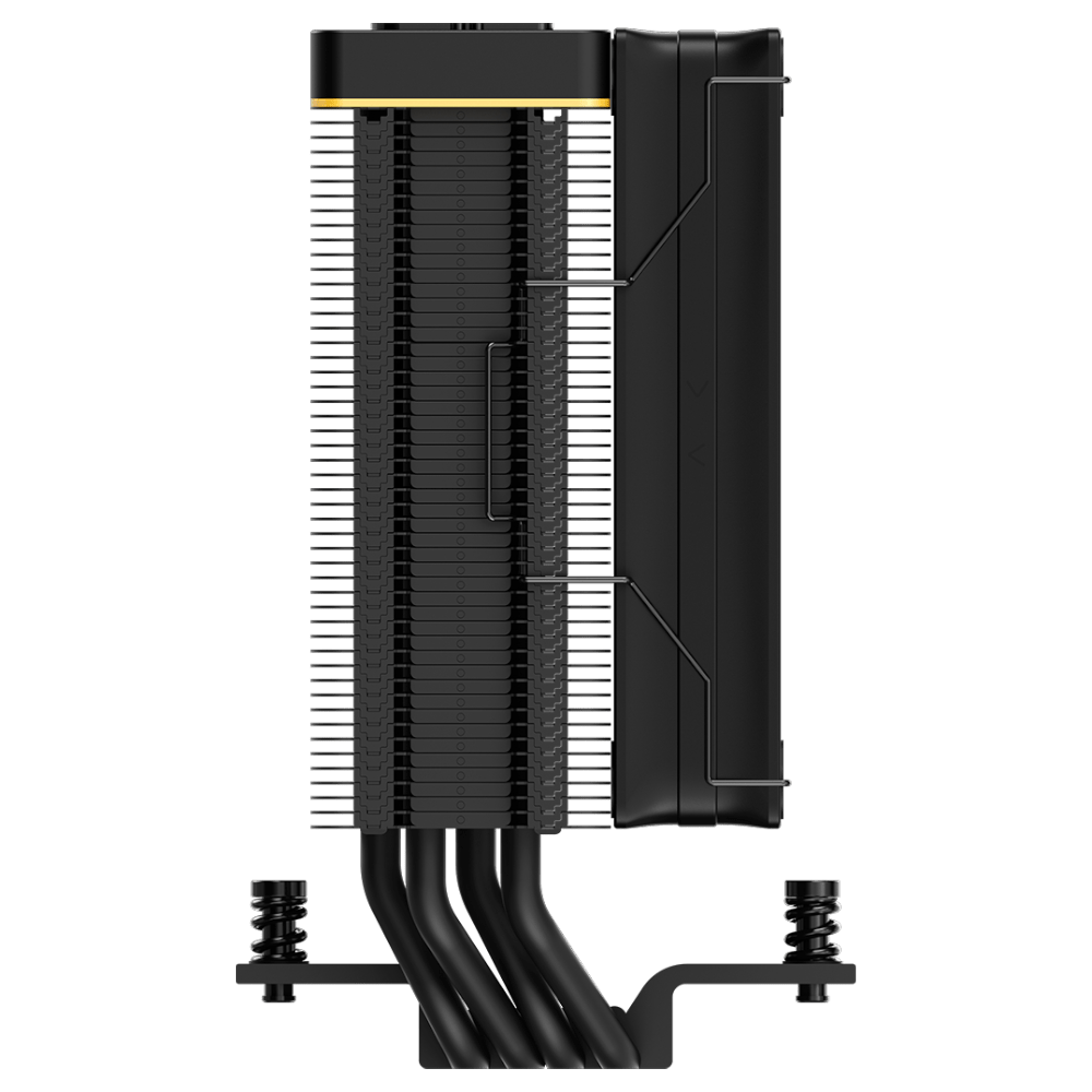 Ocypus Iota A40